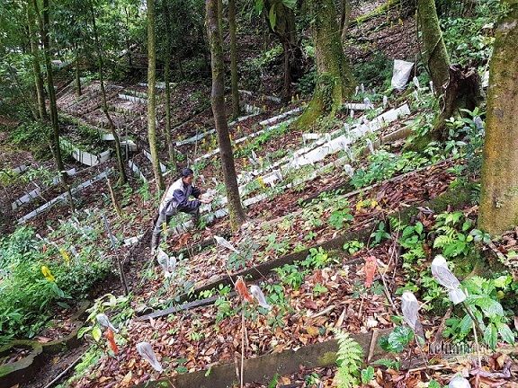 ゴックリン朝鮮人参の栽培区画　ⓒ Vietnam Net